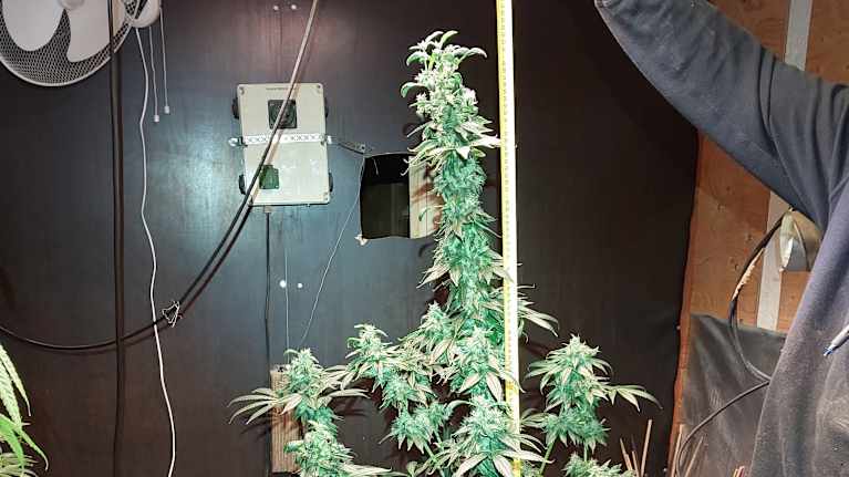 Kannabiskasvi kasvattamossa.