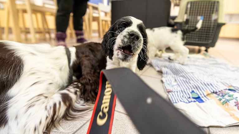 Musta-valkoinen koiranpentu Lakka tavoittelee hampaillaan Canon-merkkisen kameran hihnaa. 