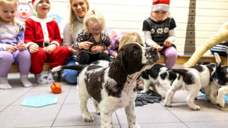 Etualalla musta-valkoinen koiranpentu kuono pystyssä, takana näkyy lapsia, joista osa on pukeutunut tonttulakkiin.