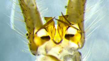 Lähikuva hyönteisestä.