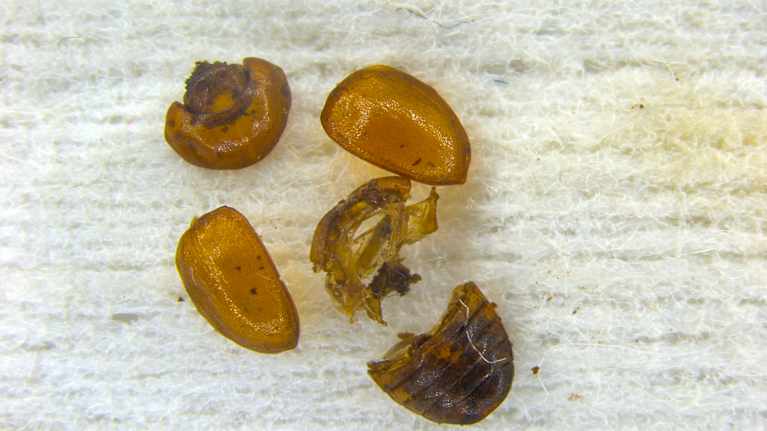 Hyönteisen palasia.