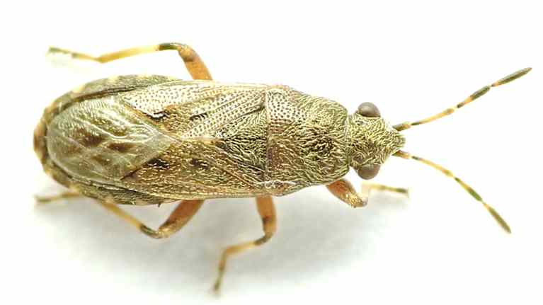 Rusehtava hyönteinen.