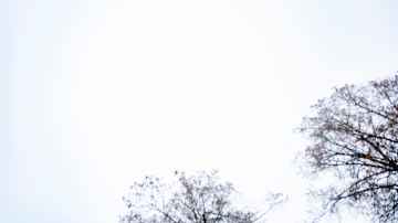 Vaalea taivas, jonka reunoilla puiden oksia.