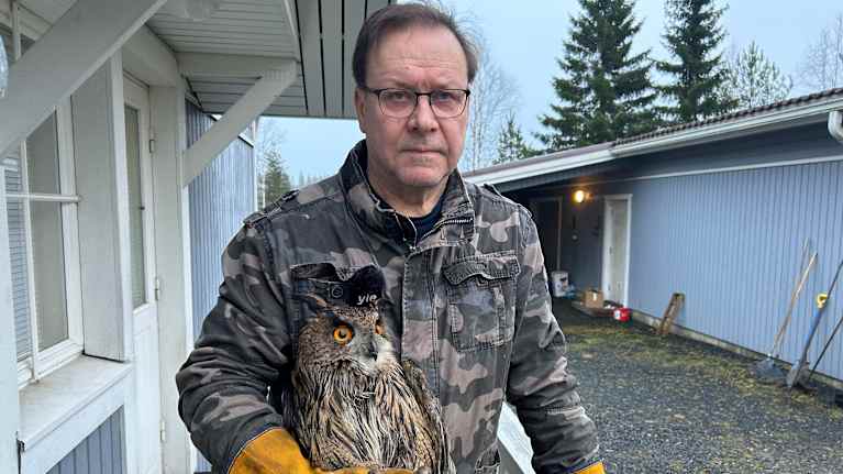 Mies pitelee isoa pöllöä käsissään pihalla. Hänellä on yllään maastokuvioinen takki ja käsineet. Pöllö istuu rauhallisesti hänen käsivarsillaan. 