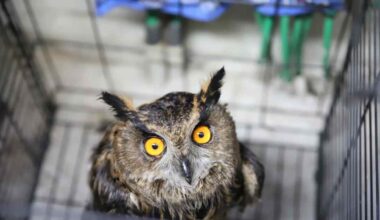 Huuhkaja pelastettiin vesikaivosta Forssan Kiimassuolla – nokka napsuu, kun lintu on kunnossa | Kotimaa