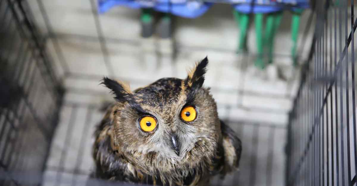 Huuhkaja pelastettiin vesikaivosta Forssan Kiimassuolla – nokka napsuu, kun lintu on kunnossa | Kotimaa