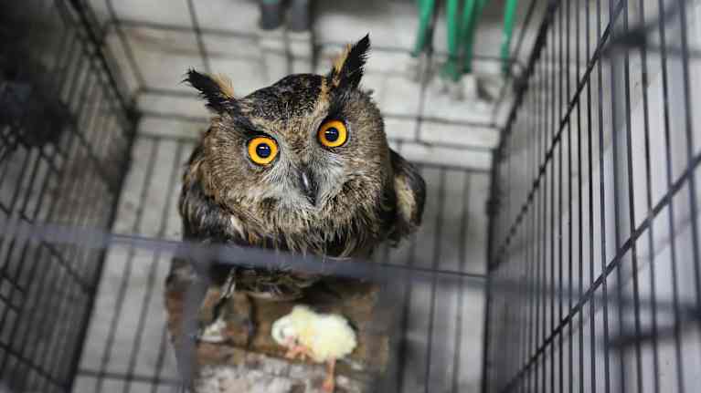 Häkissä oleva huuhkaja ja keltainen kukonpoika ateriana.