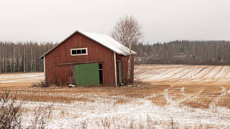 Lato seisoo vähälumisella sänkipellolla.