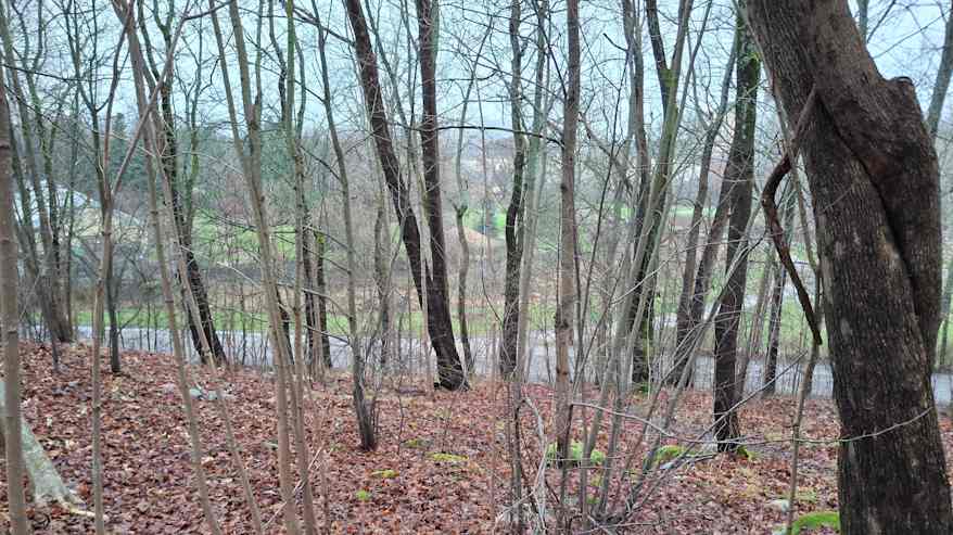 metsikköä, jossa risukkoa ja taustalla asfalttitie.