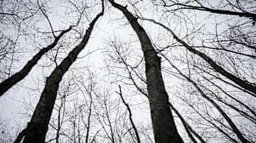 Puita Tattarisuon lähteen ympärillä. 