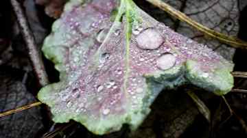 Lehti jossa kastepisaroita Tattarisuon lähteellä. 