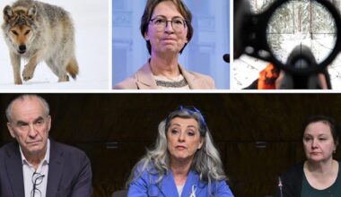 Susilaki sai arviointi­neuvostolta huonoimman mahdollisen arvosanan – Puheenjohtaja: ”Todella poikkeuk­sellista” | Politiikka