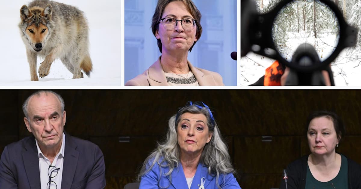 Susilaki sai arviointi­neuvostolta huonoimman mahdollisen arvosanan – Puheenjohtaja: ”Todella poikkeuk­sellista” | Politiikka