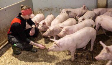 Millainen on joulun 2040 hyvinvointi­kinkku? Kansallisen ruokastrategian mukaan puhdas, reilu ja luonto­ystävällisempi | Etelä-Pohjanmaa