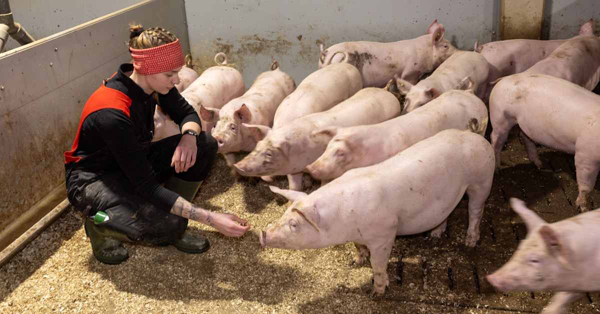 Millainen on joulun 2040 hyvinvointi­kinkku? Kansallisen ruokastrategian mukaan puhdas, reilu ja luonto­ystävällisempi | Etelä-Pohjanmaa