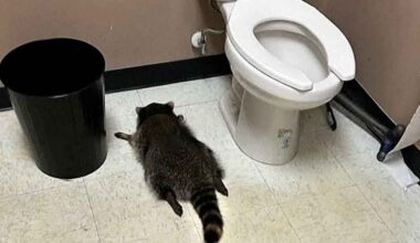 Viinakauppaan sammunut pesukarhu on sarjamurtautuja | Uutisia lyhyesti