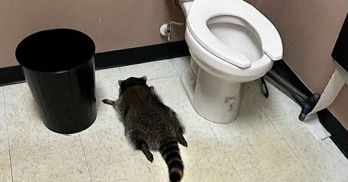 Viinakauppaan sammunut pesukarhu on sarjamurtautuja | Uutisia lyhyesti