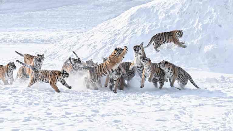 Amurintiikerit leikkivät lumessa.