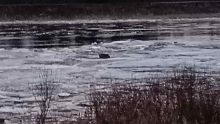 Hirven pää näkyy jäälauttojen keskeltä.