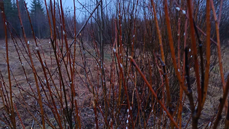 Kuvassa pajukko, jossa pajunkissat kasvavat joulukuussa.