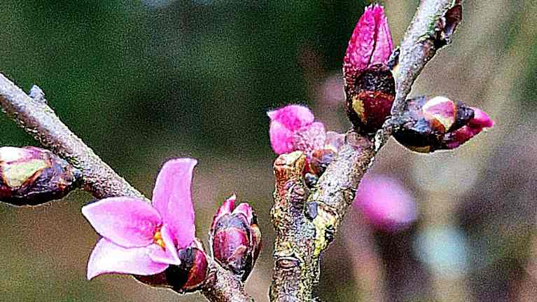 Näsiä (Daphne mezereum) kukkii talvipäivänseisauksena 21.12.2025 Akaan Toijalassa. 