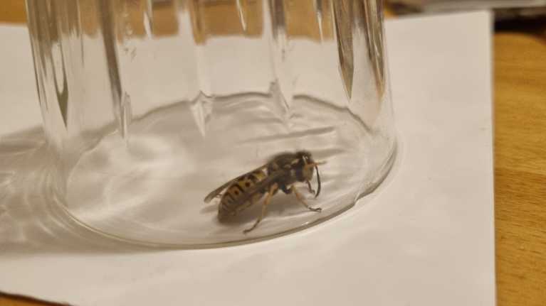 Herhiläinen juomalasin sisällä sisätiloissa.