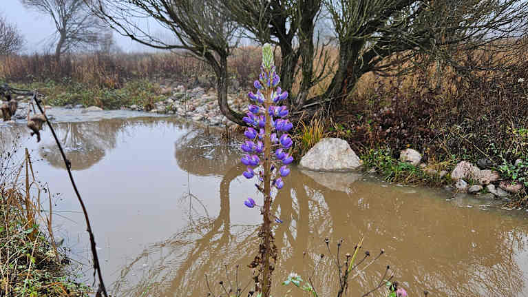 Lupiini kukki marraskuussa Vihdissä.