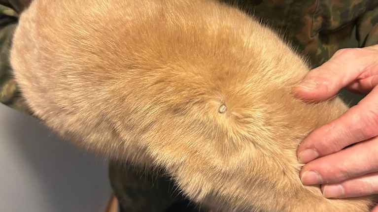 Puutiainen kissan turkissa.