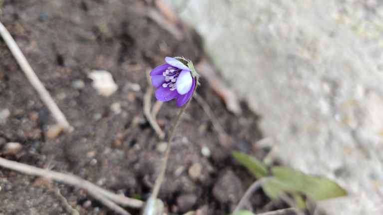 Sinivuokka kukki 21.12. Inkoossa.