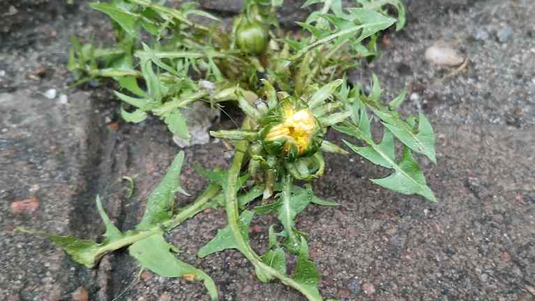 Voikukka nupullaan Turun Yliopistonkadulla 19.12.2025.