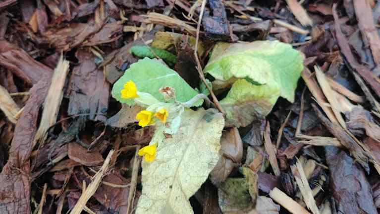 Kevätesikko kukassa Naantalissa 21.12.2025. 