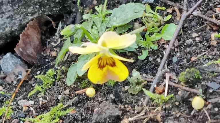 Keltainen orvokki kukkii joulukuussa.