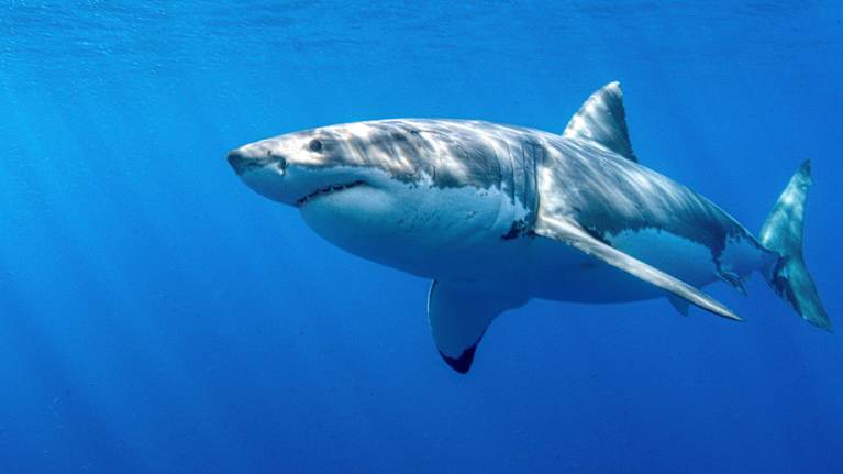 Valkohai ui meressä.