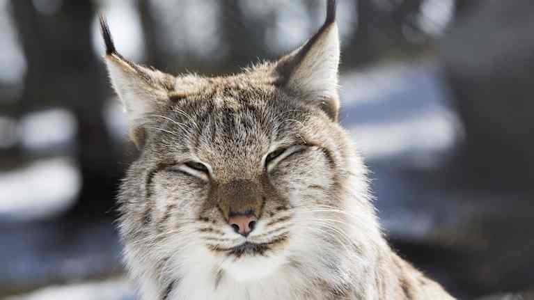 Pörröturkkinen ilves lähikuvassa korvat pystyssä.