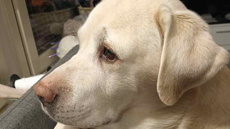 Vaalea labradorinnoutaja nojaa päätään sohvan selkänojaan.