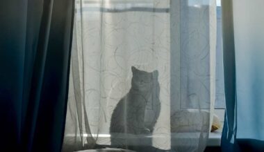 Maailman vanhin elossa oleva kissa teki uuden ennätyksen – täytti 30 vuotta - Yle