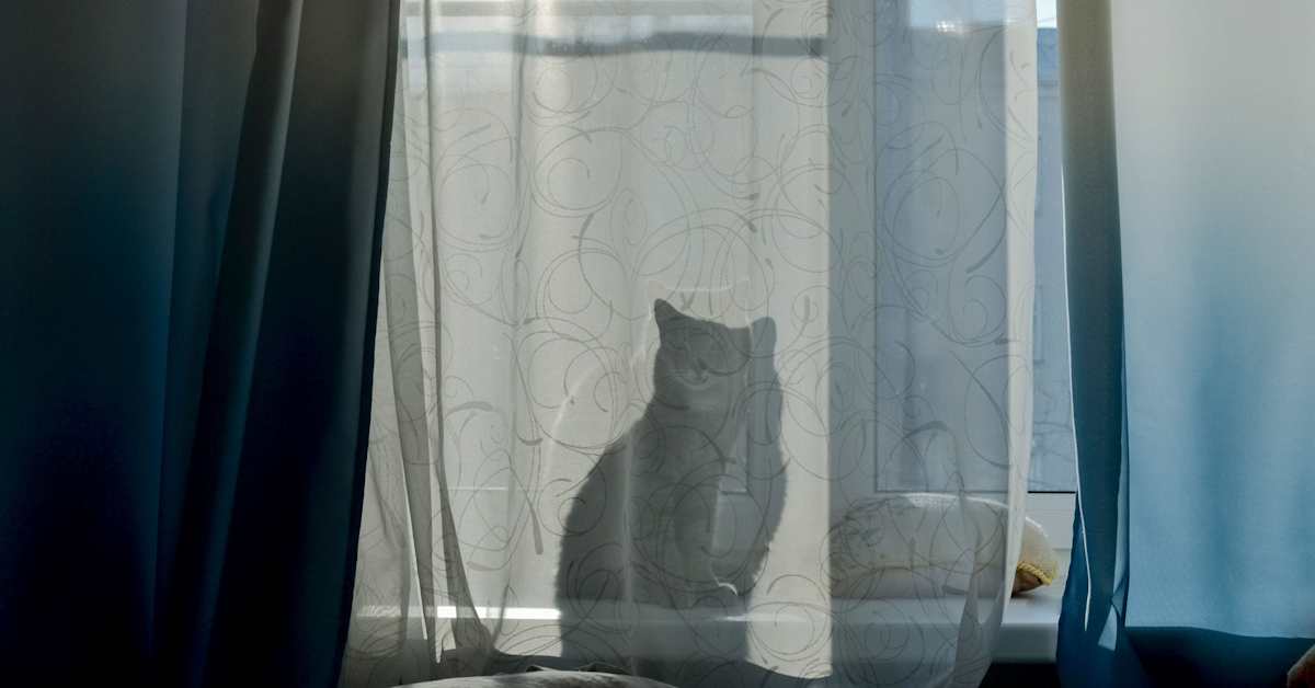 Maailman vanhin elossa oleva kissa teki uuden ennätyksen – täytti 30 vuotta - Yle