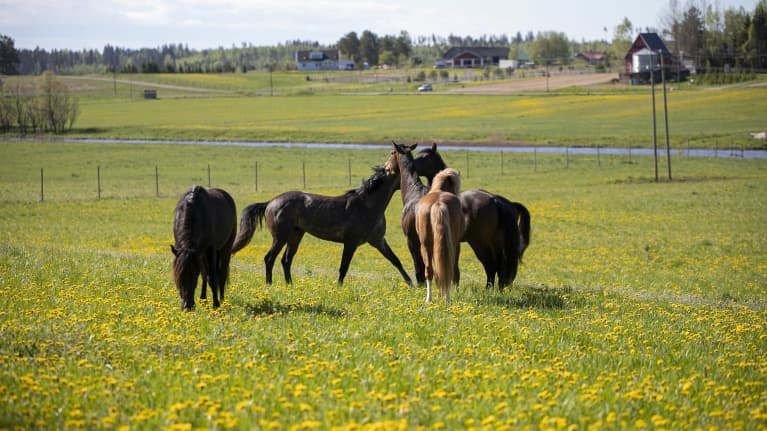 Mustia ja ruskeita hevosia voikukkia kasvavalla laitumella. 