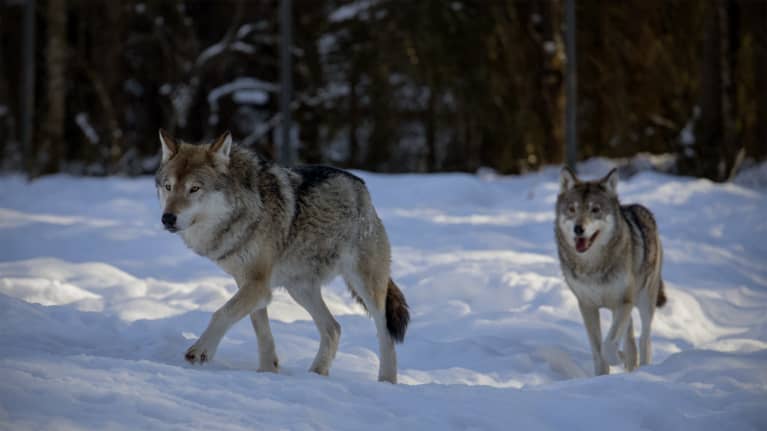 Susia Ähtärineläinpuistossa