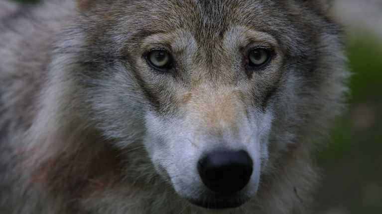 Lähikuva suden naamasta.