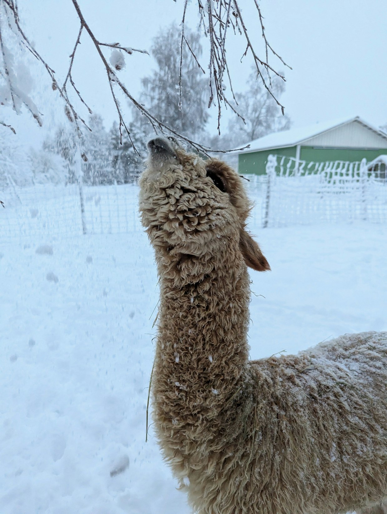 Koivunoksat maistuvat Hipulle.