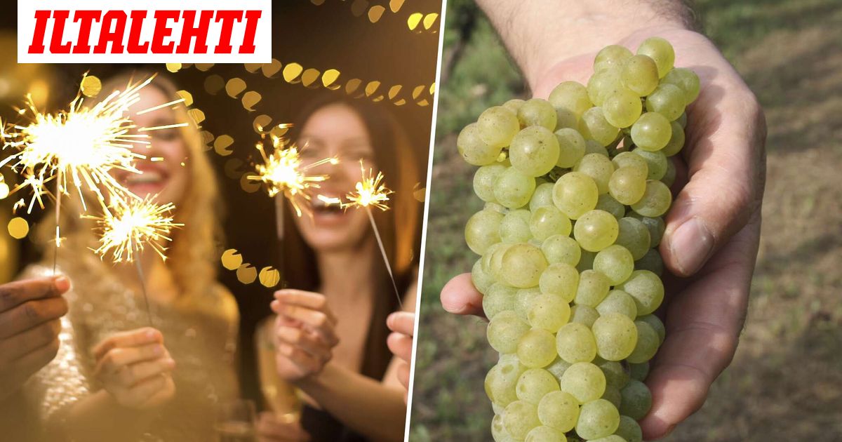 Suomalaisten suosikkikohteessa kaikki ahmivat pian viinirypäleitä – Tästä on kyse