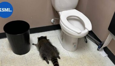 Pesukarhu murtautui viinakauppaan – veti lärvit ja sammui vessaan | Uutissuomalainen