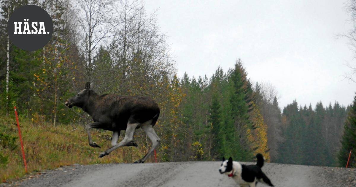 Hirvikoirien jäljestämiskoe muuttui pelastustehtäväksi: hirvi joutui veden varaan Kaarttasessa - Hämeen Sanomat