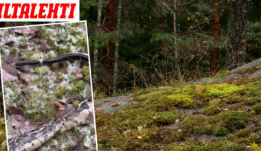 Vantaalaisesta metsästä löytyi jotakin järkyttävää, joka ei kuulu Suomen luontoon