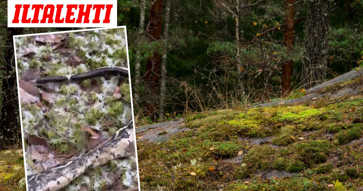 Vantaalaisesta metsästä löytyi jotakin järkyttävää, joka ei kuulu Suomen luontoon
