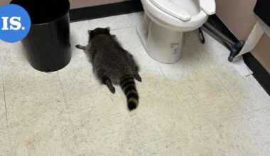 Viinakaupassa mekastanut pesukarhu paljastui sarjamurtautujaksi | Uutissuomalainen