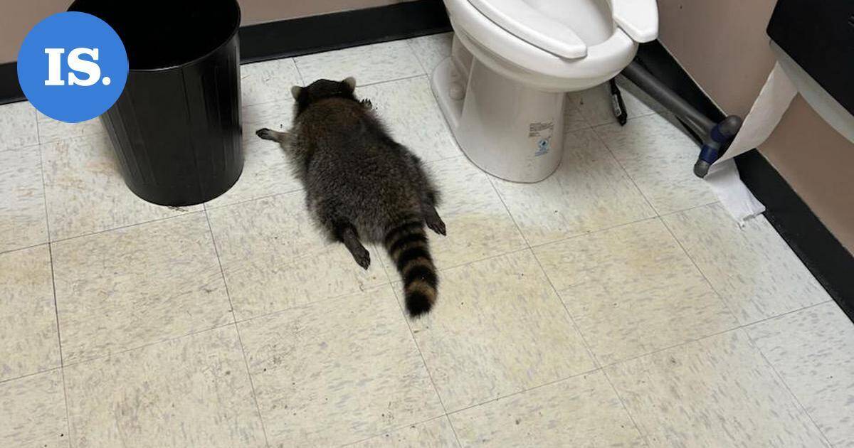 Viinakaupassa mekastanut pesukarhu paljastui sarjamurtautujaksi | Uutissuomalainen