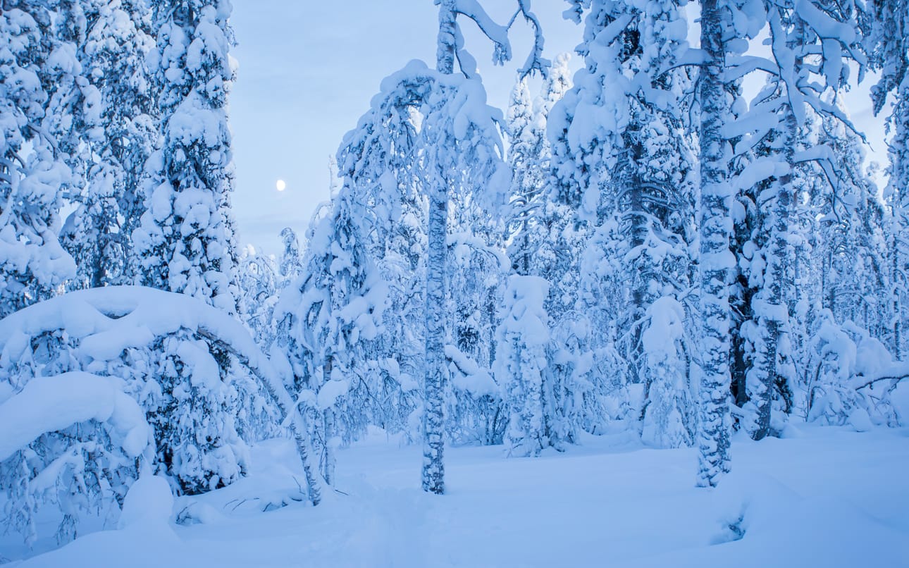 Mantoselän alue on yksi Urho Kekkosen kansallispuiston kohtuullisella vaivalla saavutettavista paikoista, joissa on upeaa metsää.