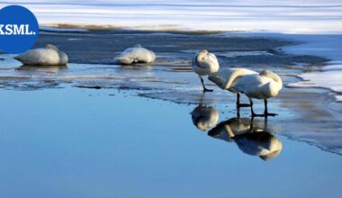 Jäätyneeltä näyttänyt joutsen herätti huolen Säynätsalossa – järvellä köllöttelevällä linnulla ei useimmiten ole hätää | Keski-Suomi